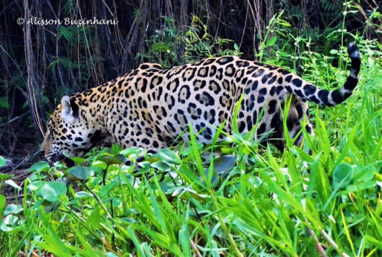 ecoadventures-atrativo-140-DSC_2755 (1024x688)_GD-