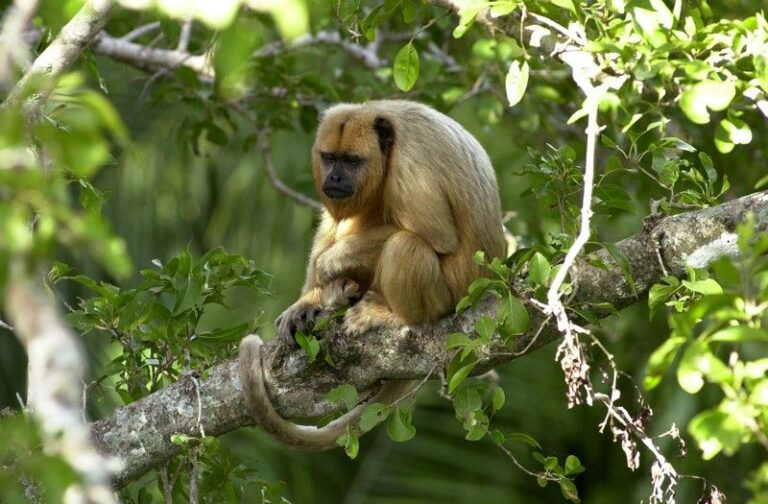 ecoadventures-atrativo-140-rio-claro-63_GD-