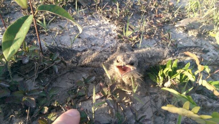 ecoadventures-atrativo-142-12308377_1715470878682579_4794962840774161913_n_GD-