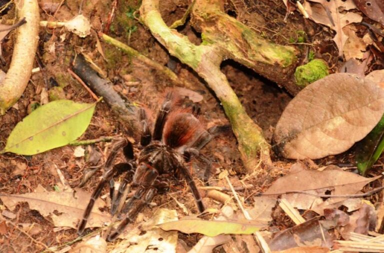 ecoadventures-atrativo-143-DSC_9839_GD-