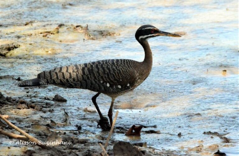 ecoadventures-atrativo-144-DSC_1260 (1024x671)_GD-