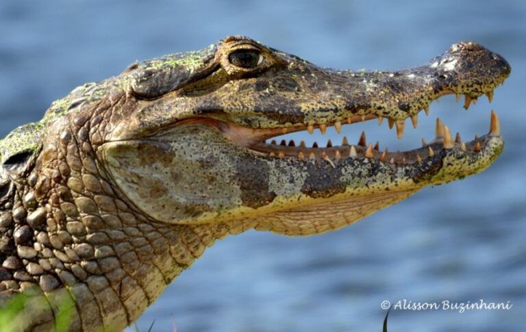 ecoadventures-atrativo-146-DSC_8263 (1024x646)_GD-