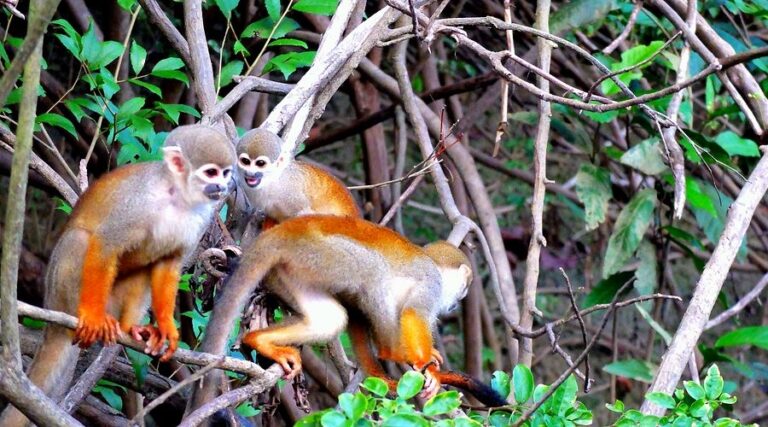 Anavilhanas Village - Macacos