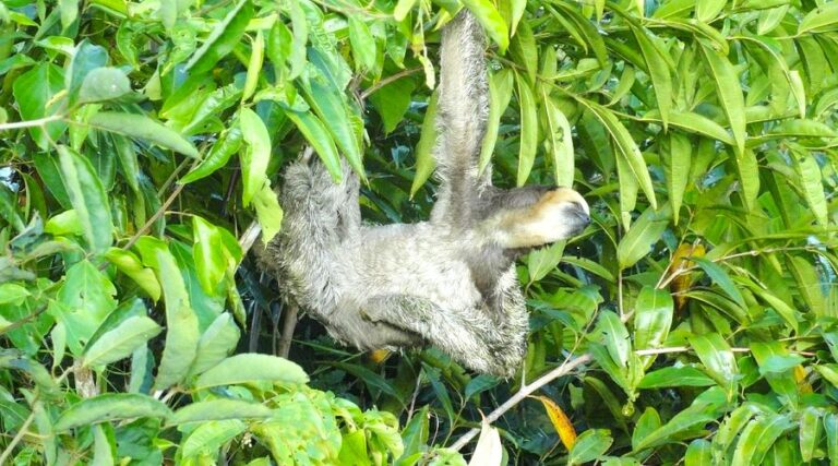 Anavilhanas Village - Preguiça