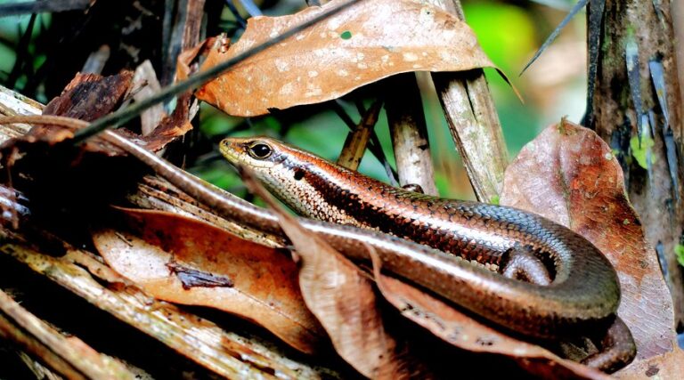 Anavilhanas Village - lagarto