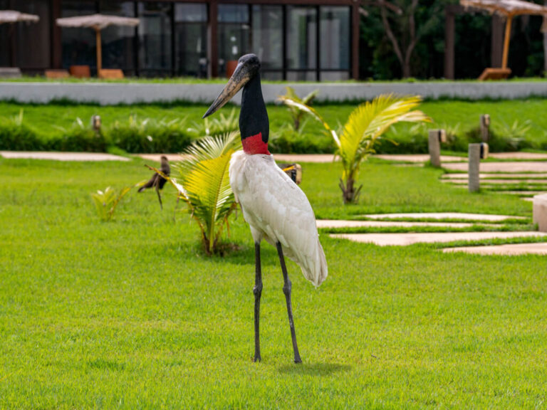 Tuiuiú-do-Pantanal-Santa-Rosa-Pantanal-Hotel-4-8-1024x768